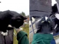 「早く助けに来るニャ！」木や電柱から下りられなくなった猫たちに、下り方を教えるスタイルが新しいロシアの救助者にズームイン！