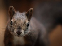 飼い主を守るため？リスが保安官に飛びついて襲い掛かる