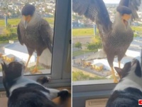 窓辺にやって来るカンムリカラカラ「アンタじゃなくてご飯がほしいの！」と、猫を思い切り威嚇する