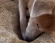 ひたすら掘り続ける『穴掘り名犬』が話題　「これはまさしくここ掘れワンワン」との声も