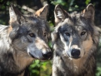 図らずもドイツ軍に庇護され、その生息数を増やし始めたオオカミ（ドイツ）
