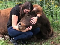 牛とハグすると癒し効果が得られると評判の健康法、「カウ・カドリング」がヨーロッパからアメリカに広がりを見せる