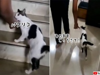 猫が少年の指をくわえて誘導した先には...生まれたばかりの小さな赤ちゃん子猫たち！