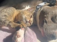 最初はどうなることかと思ったけど…。終わり良ければ総て良し！バーにいた子猫を連れ帰ったら、先住犬と親友同士に