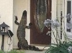 【ちわーアマゾンからお届けものでーす】人気の傑作ボケて１５選（7/7）