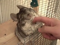 これ見たら絶対にモフりたくなる！ふわモコまんまるチンチラたちの詰め合わせ