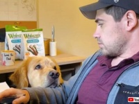 愛犬「お仕事まだ？」「いつ終わる？」熱いまなざしでパソコンに向かうご主人を見つめるゴールデン