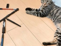 世界で一番〝ネコ〟ですわ...　あまりにも見事なネコに、ネット民大はしゃぎ「神かと思った」