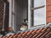 ドイツの町では猫のロックダウン（外出禁止）期間がある