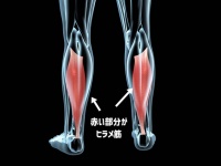 座りっぱなしの人の為の簡単エクササイズ。ヒラメ筋を動かすだけで全身の代謝がアップするという最新研究