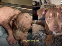 愛を知らずに震えていた子犬、献身的な手当てを受けて最高にハッピーなわんこに変身！