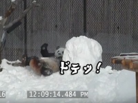 なにこの白くてデカイやつ。パンダ式雪だるまと向き合う方法