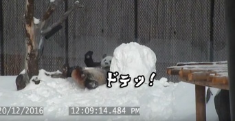 なにこの白くてデカイやつ。パンダ式雪だるまと向き合う方法