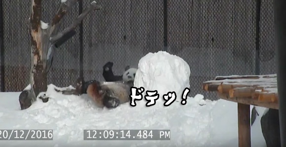 なにこの白くてデカイやつ。パンダ式雪だるまと向き合う方法