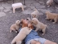 これはちょっとした天国。生後7週間のゴールデンの子犬たちにまみれる夢動画