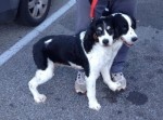 そこにいるのは双頭の犬！？　頭が２つのかわいい犬、現る。