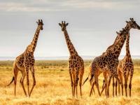 キリンは上空から見てもキリンだった！影だけで存在感を示す素晴らしい映像はこの後すぐ！