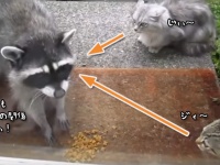 おまえの餌は俺のもの。動物界のジャイアンとしてのアライグマの暴走映像総集編