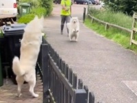 愛犬たちはソウルメイト？「前世からの約束だった！」出会った瞬間、ハスキーとサモエドの心は一つになった