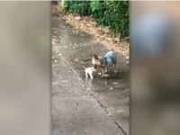 散歩に出かけた犬が、子猫を連れて帰って来た件（アメリカ）