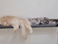 メインクーンの伯父さん「ベビーシッター？任せるニャ！」と引き受けたものの、子猫たちに混ざって寝落ちしてた
