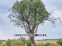 この木の中にワシミミズクが1羽隠れています。どこにいるのかわかるかな？