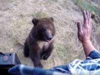 野生の子グマとじゃれあう男性がGoProで撮影した動画が「コワ可愛い」と話題に