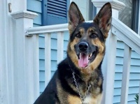 元保護犬のジャーマン・シェパード、機転を利かせ脳卒中で倒れた飼い主の命を救う（アメリカ）