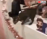 cheetahjumps