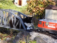 退かぬ！媚びぬ！省みぬ！ポリシーの猫が鉄道模型のレールに鎮座。そこに列車がやってきた！さあ、どうする？