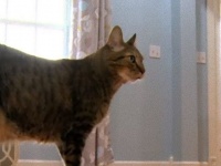 また一人、猫の前で死んだふりをしてみた下僕が現れた…。猫と死んだふりした兄ちゃんのあまーい関係