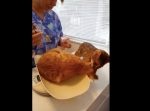「一緒に逃げるニャ！」　動物病院で友達をムリヤリ連れて逃げようとする猫。