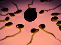 人間の卵子にも好みがある。好きな精子を選別しており、それは本体の好みとは無関係（スウェーデン・イギリス研究）