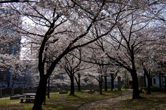 天神中央公園（yuki5287さん撮影、Flickrより）