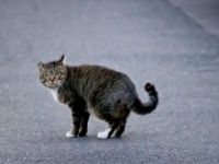 画像はイメージです
