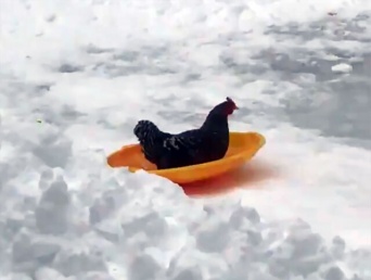 ソリ遊びが大好きなニワトリ、滑り終わると自ら雪の斜面を上がっておかわりを催促