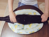 クイズ：どちらが頭でしょう？　ピーンと伸びた黒い体...謎フォルムの猫に2.6万人驚き