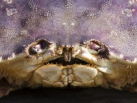 太平洋の酸性化でカニの殻に異変が確認される（アメリカ海洋大気庁）