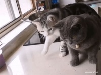 猫2匹 vs 魚1匹、その結末は？