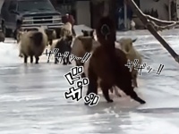 アルパカ先輩率いる羊・ヤギ軍、完全に凍った地面の上をつるんつるんと歩く！転ぶ！（カナダ）