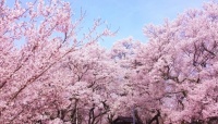 春到来！ お花見で聴きたい桜ソング8選