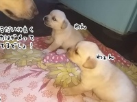 けんかをする子犬たちに、母犬が教育的指導。2匹を引き離し目の前に座らせお説教