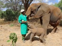 みんな幸せになるんだよ！罠にかかって歩けなくなっていたアフリカゾウの子供、保護された先でママになる