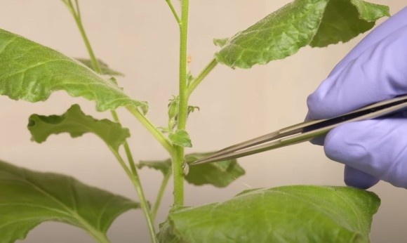 植物とコミュニケーションできるデバイス