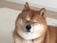 「気持ちよかったワン♪」満足げなワンちゃんの写真が話題