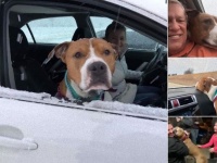 盗まれた犬、善意の輪による連係プレーで4日間かけて3200km離れた場所から飼い主のもとへ（アメリカ）