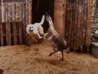 きゃっきゃうふふがすぎる！エミューと犬の追いかけっこ