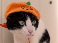 セリアで見つけた！愛猫と楽しむハロウィングッズ3選