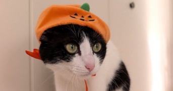 セリアで見つけた！愛猫と楽しむハロウィングッズ3選