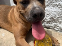 高速道路脇に捨てられた犬、誰かがくれた豚のおもちゃが支えとなり、人間に心を開くように
